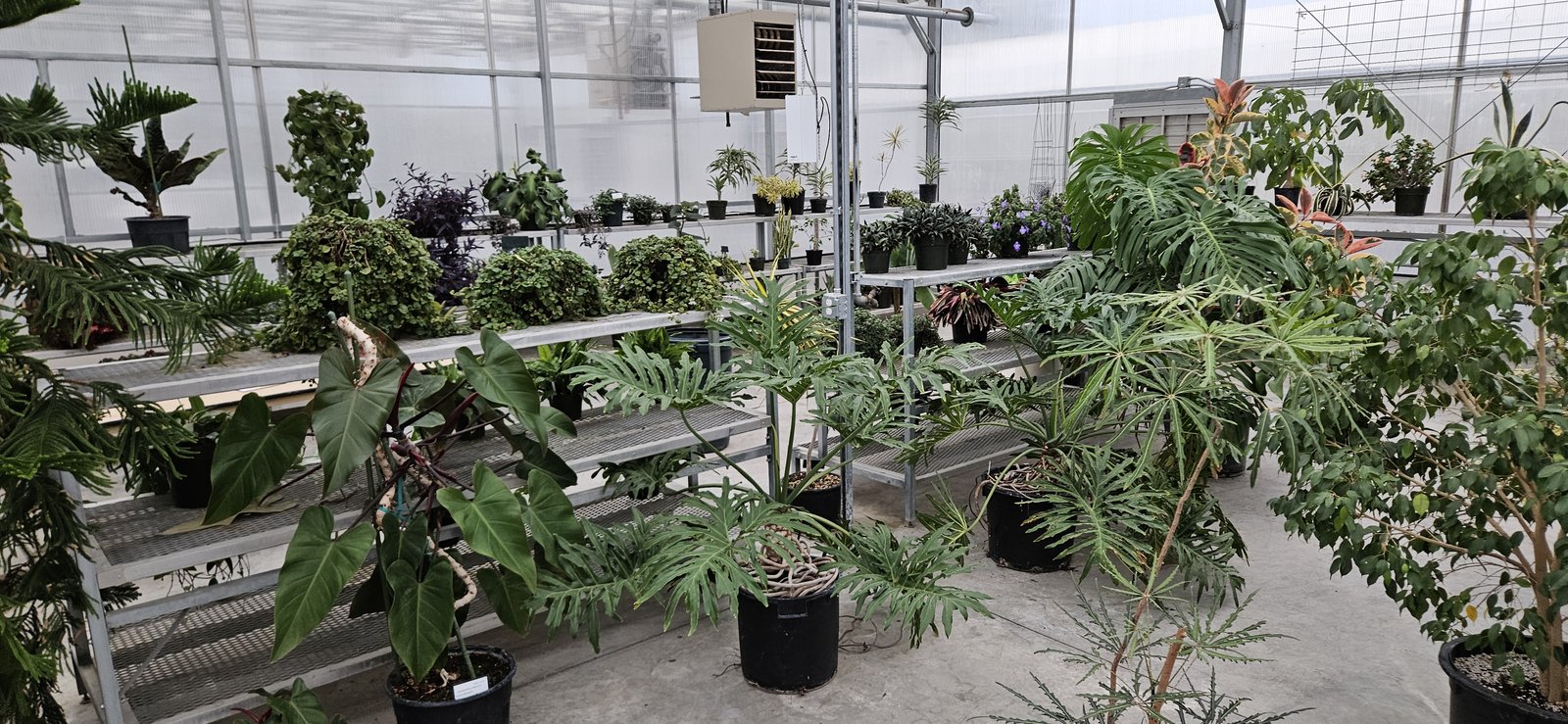 WSU Horticulture Conservatory